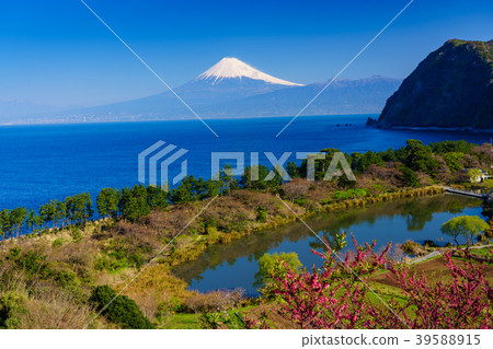 〈靜岡縣〉西伊豆田，一朵朵盛開的富士山在海上 39588915
