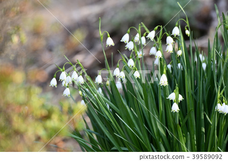 Snow Drop  39589092