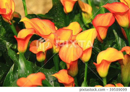 綻放的海芋(馬蹄蓮) 39589099