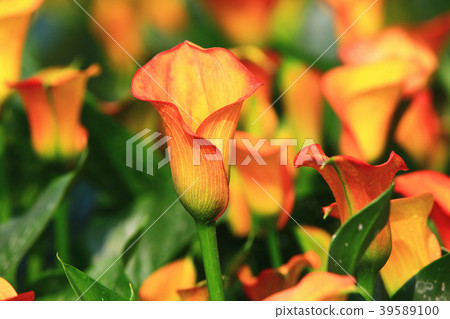 綻放的海芋(馬蹄蓮) 39589100