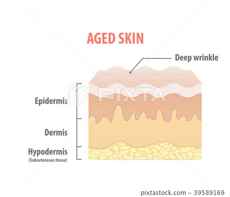 Aged skin diagram illustration vector on white - Stock Illustration ...