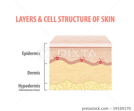 Layers & cell structure of skin vector on white Layers & cell structure of skin vector on white 39589170