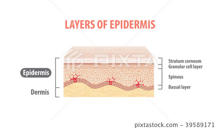 Layers of epidermis illustration vector on white 39589171