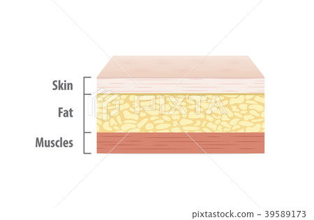 Layers of skin illustration vector on white - Stock Illustration ...