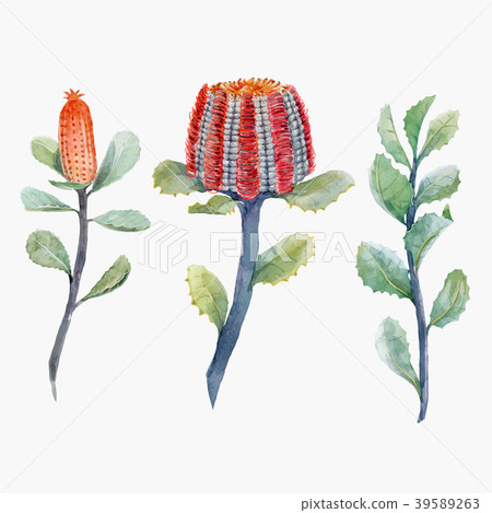 Watercolor australian banksia vector set 39589263