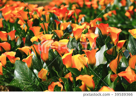 Blooming sea otter (calla lily) 39589366