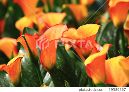 Blooming sea otter (calla lily) 39589367