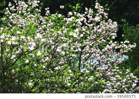 木蓮花綻放於樹枝上 39589375