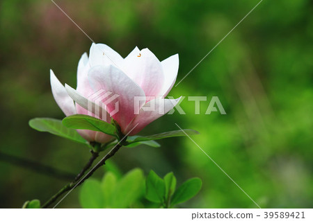 木蓮花綻放於樹枝上 39589421