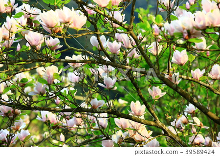 木蓮花綻放於樹枝上 39589424