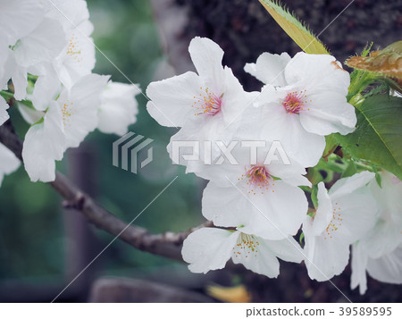 Beautiful White Sakura Flowers in Japan Beautiful White Sakura Flowers in Japan 39589595