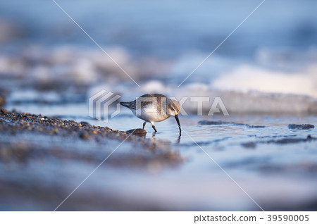 Hamashigi (Hokkaido, Notsuke Peninsula) walking along the shores of winter Hamashigi (Hokkaido, Notsuke Peninsula) walking along the shores of winter 39590005