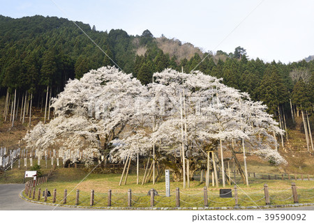Awasumisakura 39590092