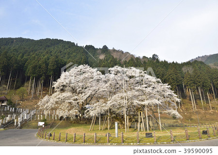 Awasumisakura 39590095