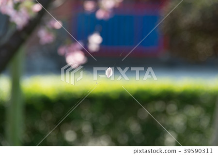 Cherry blossom petal falling on spider web Cherry blossom petal 39590311