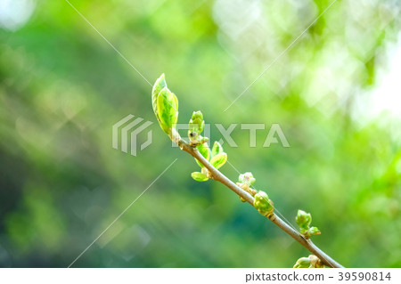 Fresh green young leaves and heart shaped sunbeams Fresh green young leaves and heart shaped sunbeams 39590814