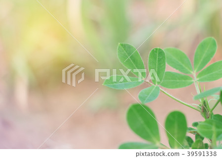 Growing peanuts on a plantation outdoor. Growing peanuts on a plantation outdoor. 39591338