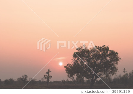 Silhouette of tree in evening sunset. Silhouette of tree in evening sunset. 39591339