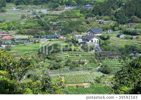 Yangmingshan Zhuzi Lake Haishu Season Calla lily season in Yangmingshan Taiwan 39591583