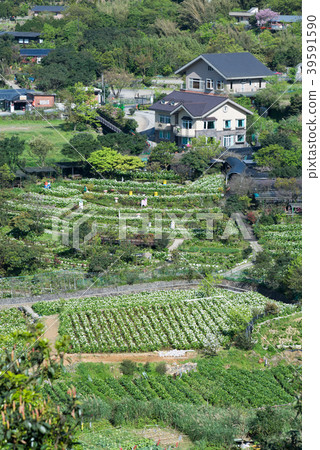 Yangmingshan Zhuzi Lake Haishu Season Calla lily season in Yangmingshan Taiwan 39591590
