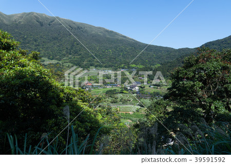 Yangmingshan Zhuzi Lake Haishu Season Calla lily season in Yangmingshan Taiwan 39591592