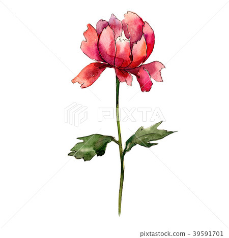 Colorful peony. Floral botanical flower. Wild 39591701