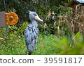 Shoebill，一隻不動的鳥？ 39591817