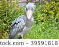 Shoebill，一隻不動的鳥？ 39591818