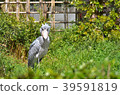 Shoebill，一隻不動的鳥？ 39591819