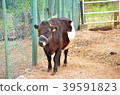 Kuchinoshima牛肉 39591823