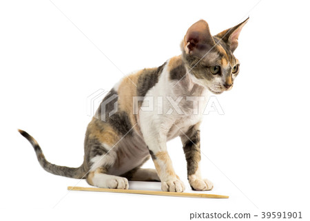 Kitten Devon Rex on white background Kitten Devon Rex on white background 39591901