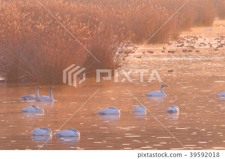 Morning of Izu-numa 39592018