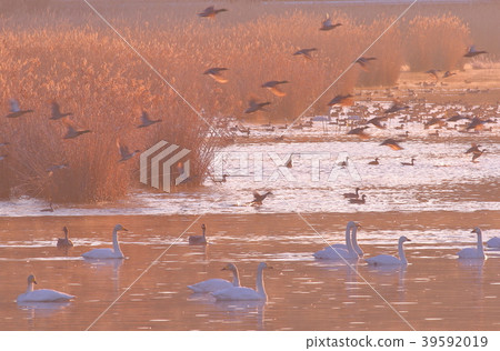 Morning of Izu-numa 39592019