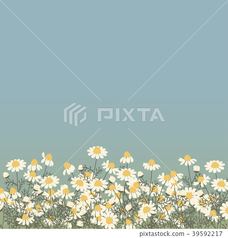Vector illustration of chamomile flowers 39592217