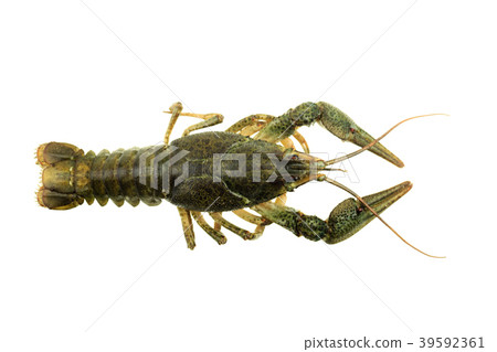 green crayfish on isolated white background green crayfish on isolated white background 39592361