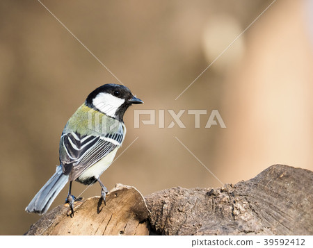 Great tit 39592412