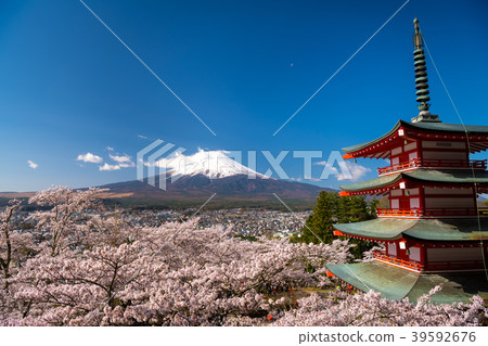 Sakura and Mt. Fuji of Niikura Asama Shrine Sakura and Mt. Fuji of Niikura Asama Shrine 39592676