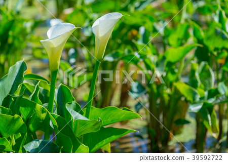 陽明山竹子湖海芋季 Calla lily season in Yangmingshan Taiwan 39592722