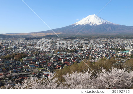 Sakura and Mt. Fuji 39592755