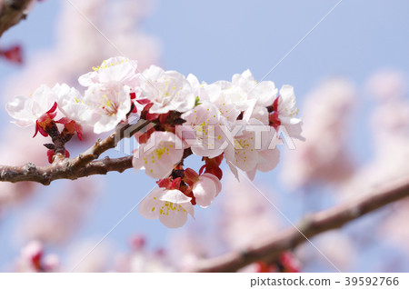 Anzu flower Anzu flower 39592766