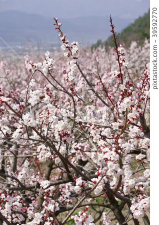Anzu flower Anzu flower 39592770