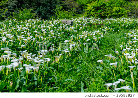 陽明山竹子湖海芋季 Calla lily season in Yangmingshan Taiwan 39592927