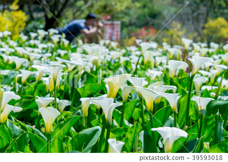 陽明山竹子湖海芋季 Calla lily season in Yangmingshan Taiwan 39593018