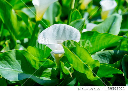 Yangmingshan Zhuzi Lake Haishu Season Calla lily season in Yangmingshan Taiwan 39593021