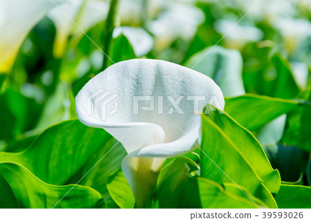 陽明山竹子湖海芋季 Calla lily season in Yangmingshan Taiwan 39593026