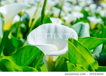 陽明山竹子湖海芋季 Calla lily season in Yangmingshan Taiwan 39593044