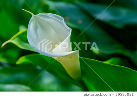 陽明山竹子湖海芋季 Calla lily season in Yangmingshan Taiwan 陽明山竹子湖海芋季 Calla lily season in Yangmingshan Taiwan 39593051