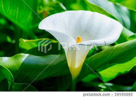 陽明山竹子湖海芋季 Calla lily season in Yangmingshan Taiwan 39593093