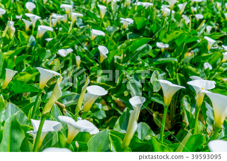 陽明山竹子湖海芋季 Calla lily season in Yangmingshan Taiwan 39593095