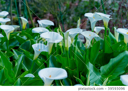 陽明山竹子湖海芋季 Calla lily season in Yangmingshan Taiwan 39593096